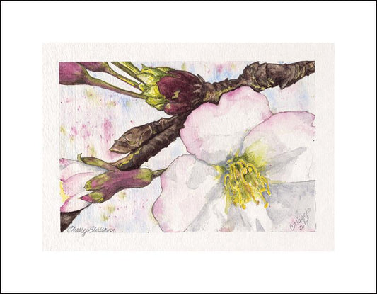 Cherry Blossoms | Watercolor by Carole Moore Biggio | 5" x 7"-Original Watercolor-Sterling-and-Burke