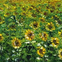 Art | Spring Sunshine | Field of Sunflowers | Original Oil Painting by Claire Howard | 30" x 60"