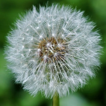 Paperweight Sphere with Dandelion | Round Glass Paperweight | Engraved | Handmade in USA