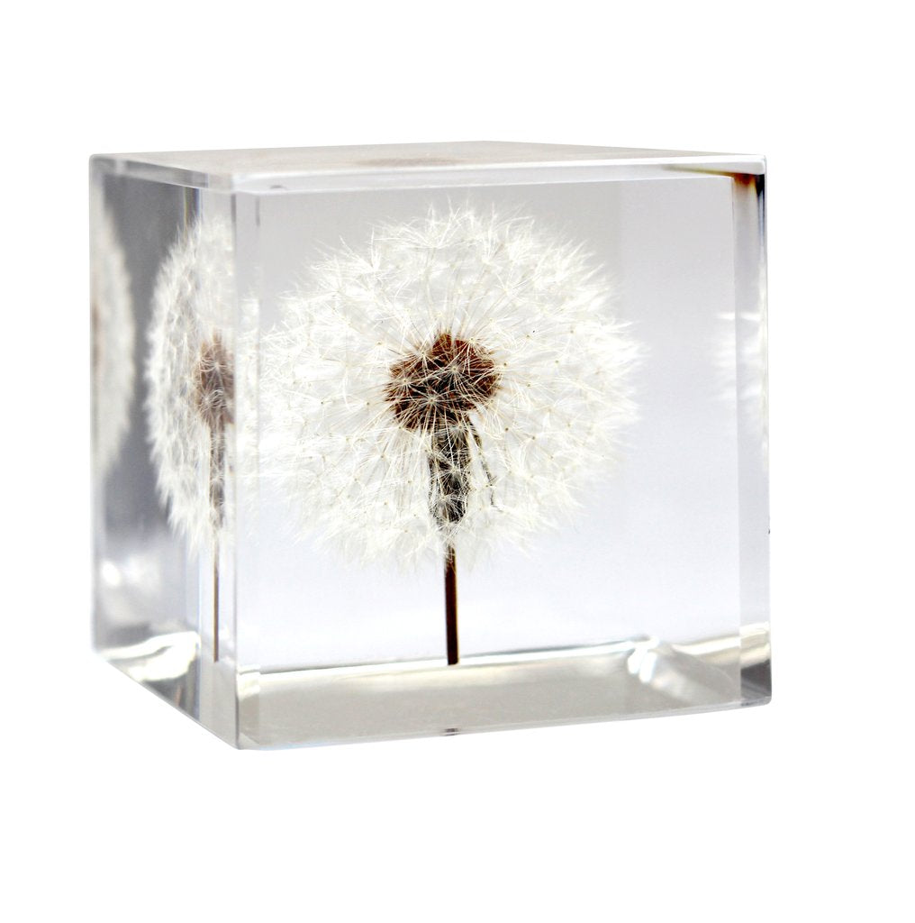 Paperweight Custom with Dandelion | Square Glass Paperweight | Engraved | Handmade in USA